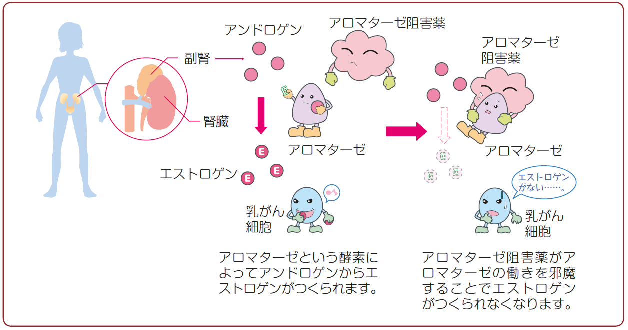 Q51 ホルモン療法薬 内分泌療法薬 はどのような効果があるのでしょうか ガイドライン 患者さんのための乳癌診療ガイドライン19年版