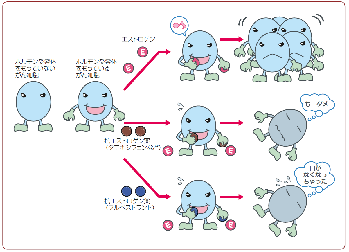 Q51 ホルモン療法薬 内分泌療法薬 はどのような効果があるのでしょうか ガイドライン 患者さんのための乳癌診療ガイドライン2019年版